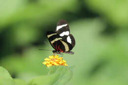 Image of Heliconius hewitsoni Staudinger 1875