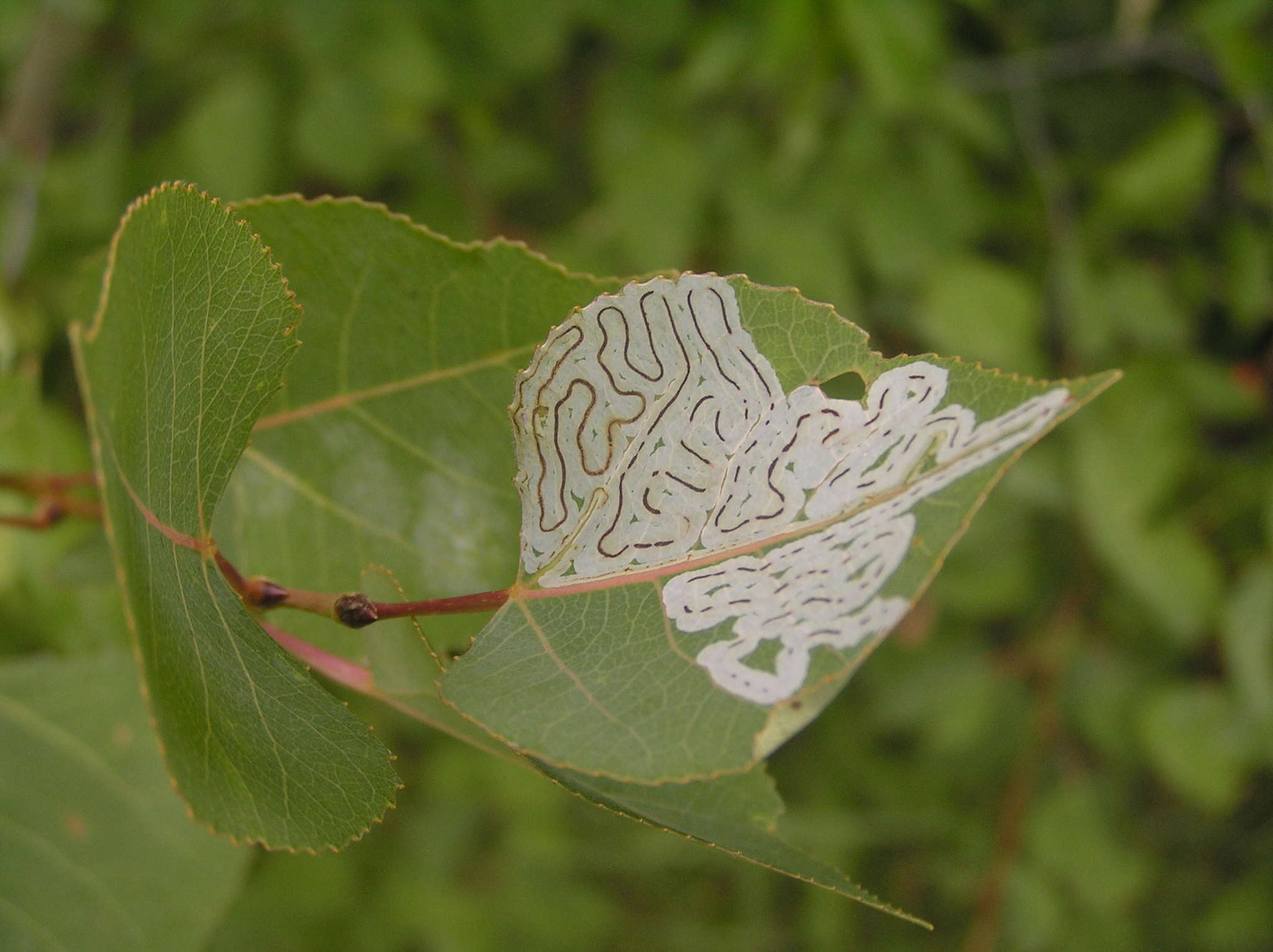 Image of Common Aspen Leaf Miner