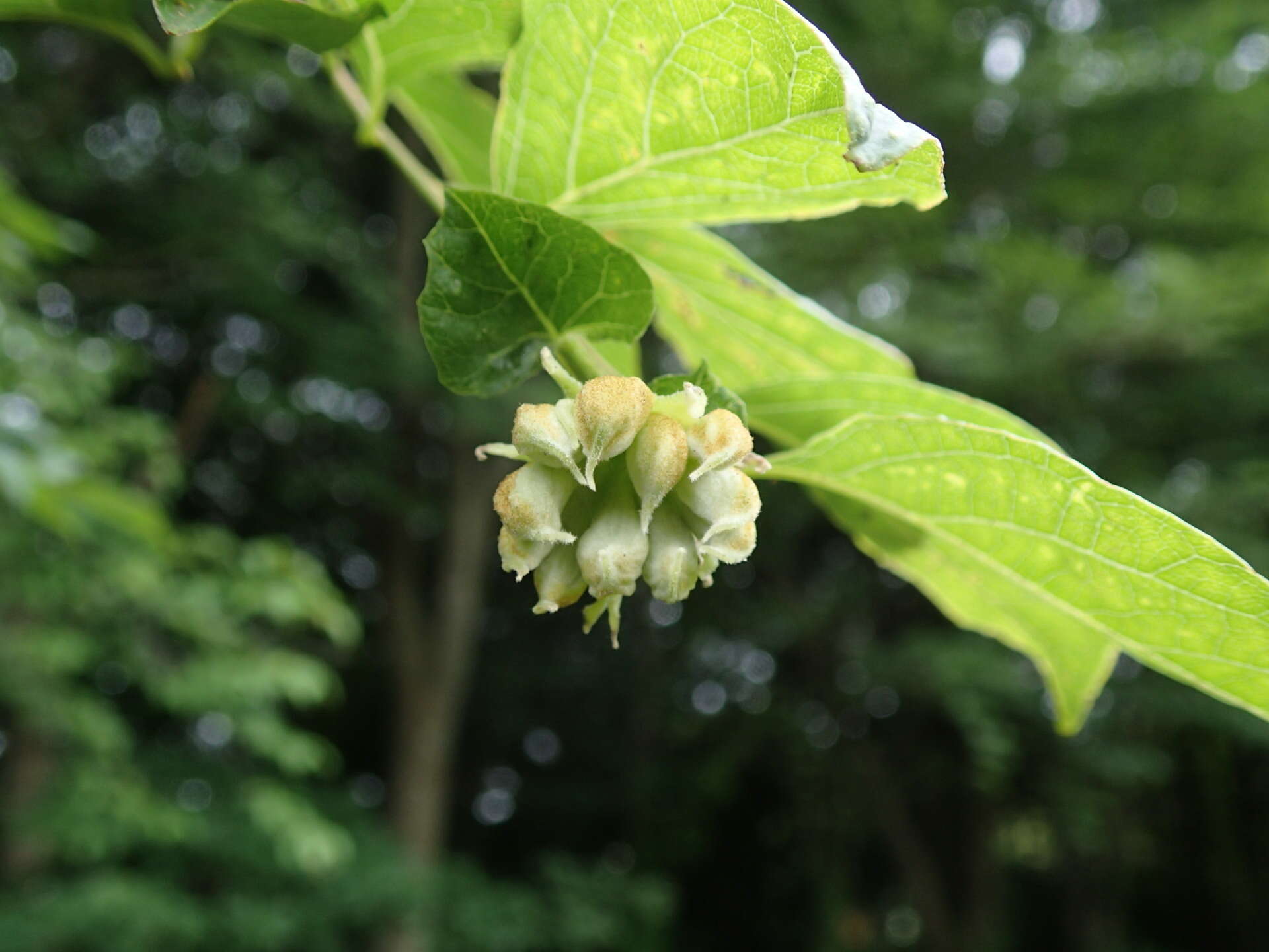 Image of Ceratovacuna nekoashi