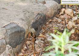 Image of Pere David's Rat Snake