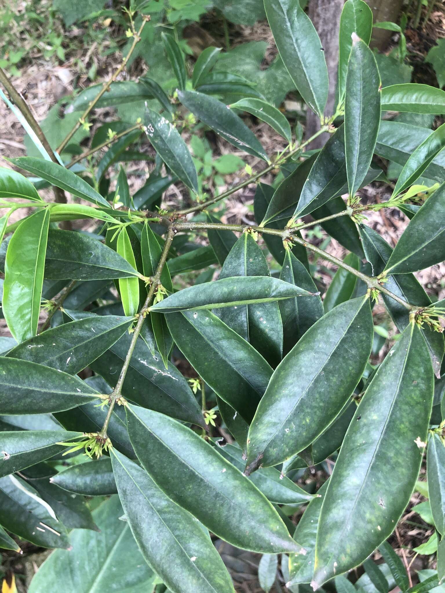 Image of Phaleria macrocarpa (Scheff.) Boerl.