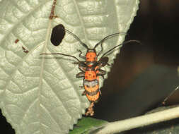 Image of Oedudes spectabilis (Drury 1782)