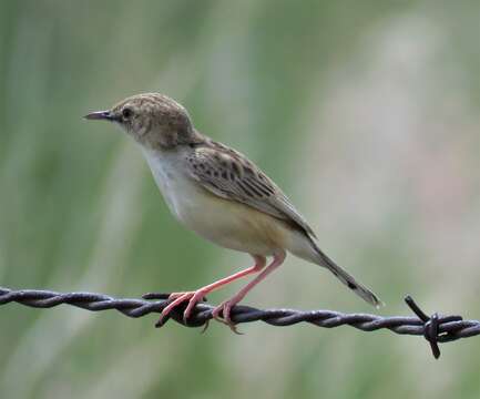 Image of Desert Cisticola