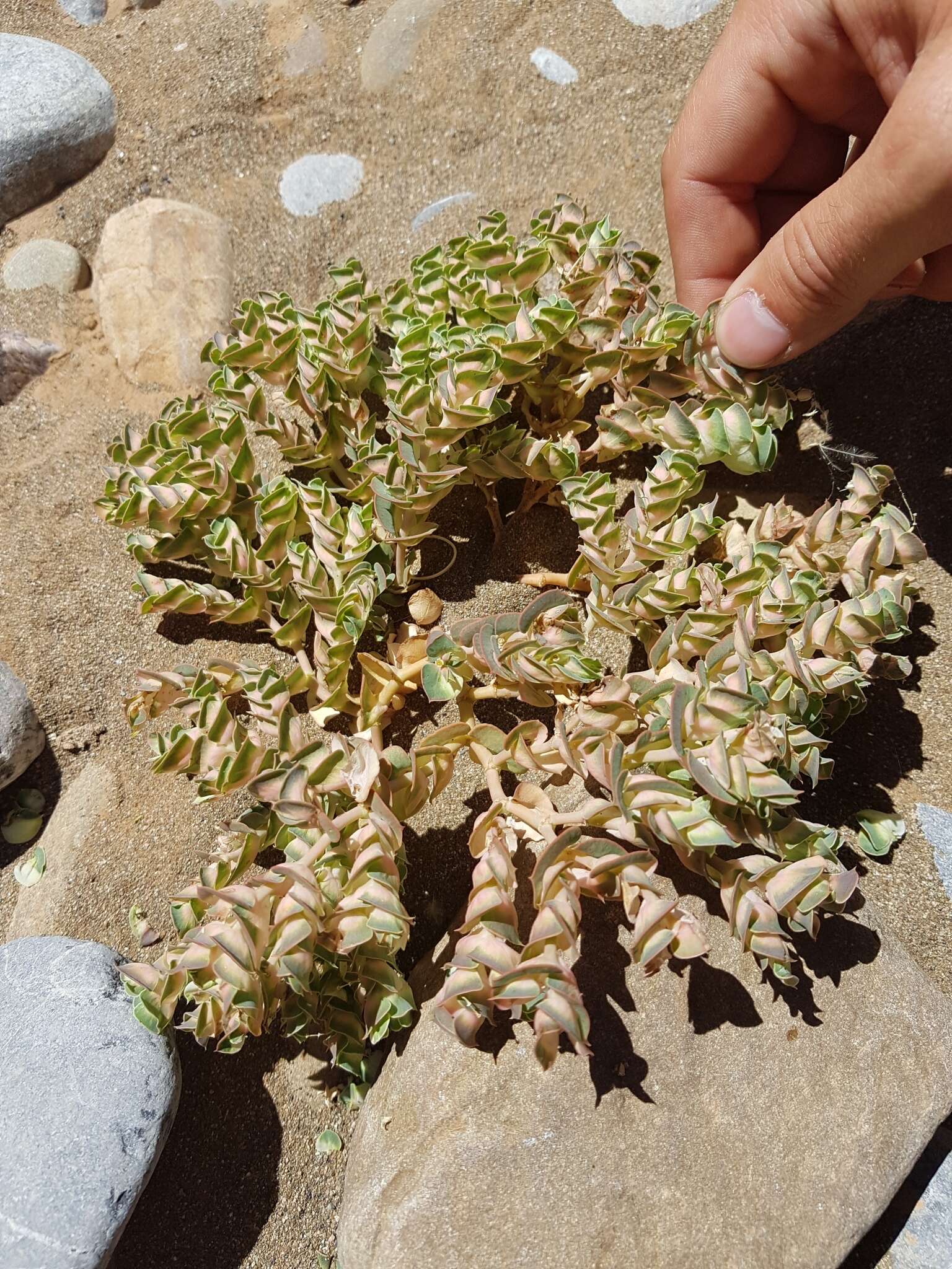 Image of Euphorbia phylloclada Boiss.