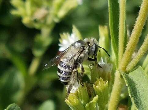 Anthophora urbana Cresson 1879 resmi