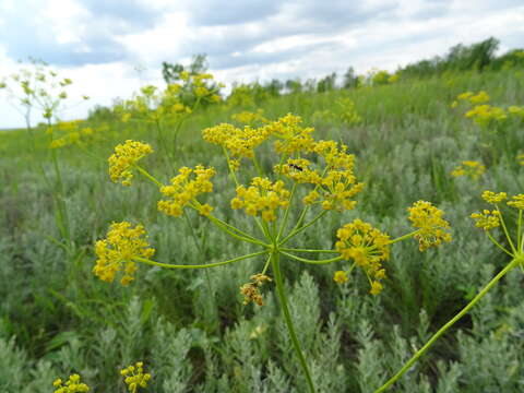 Imagem de Pastinaca clausii (Ledeb.) Calest.