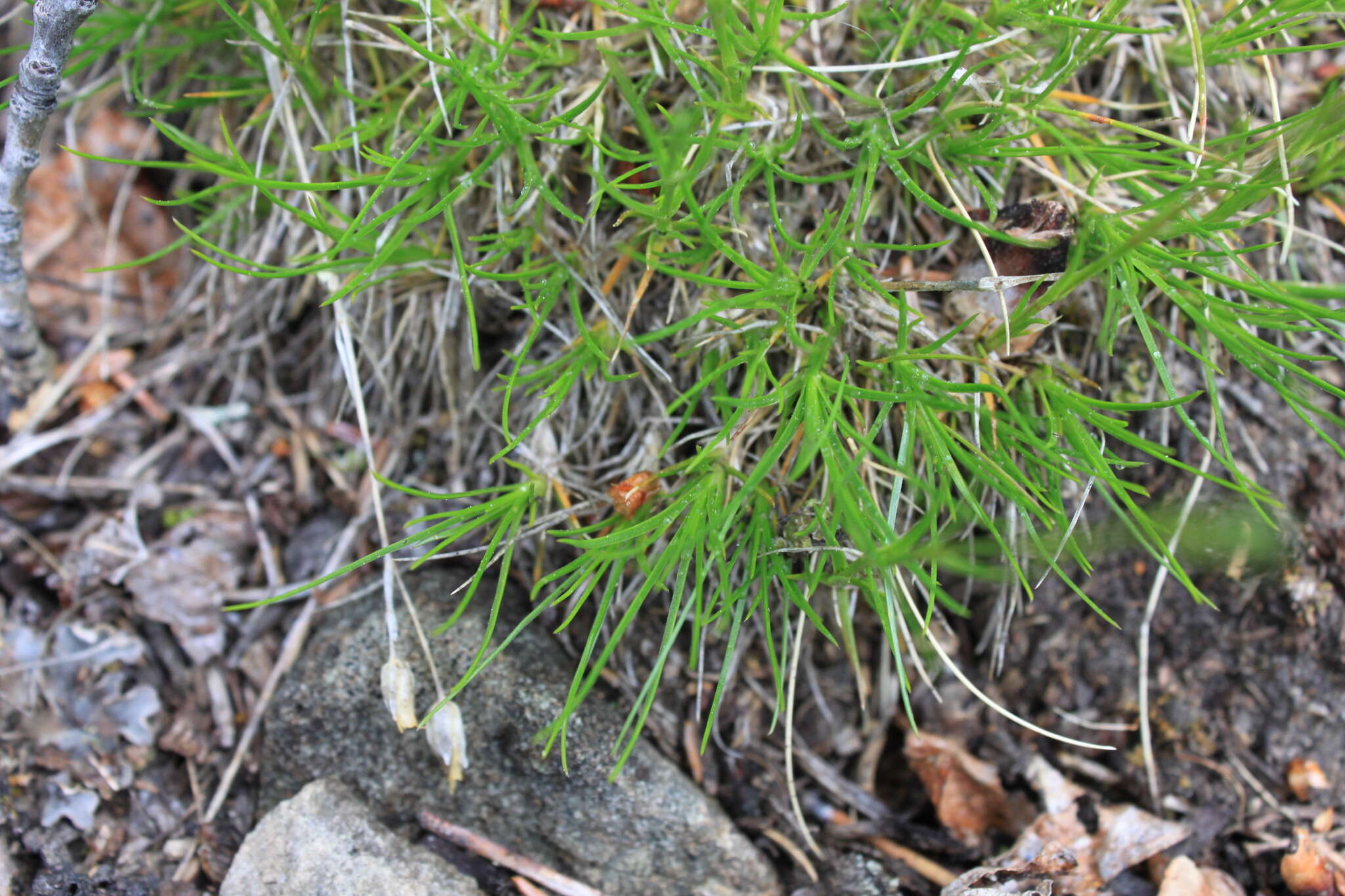 Image de Cherleria yukonensis (Hultén) A. J. Moore & Dillenb.