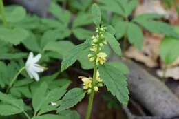 Imagem de Lamium galeobdolon (L.) L.