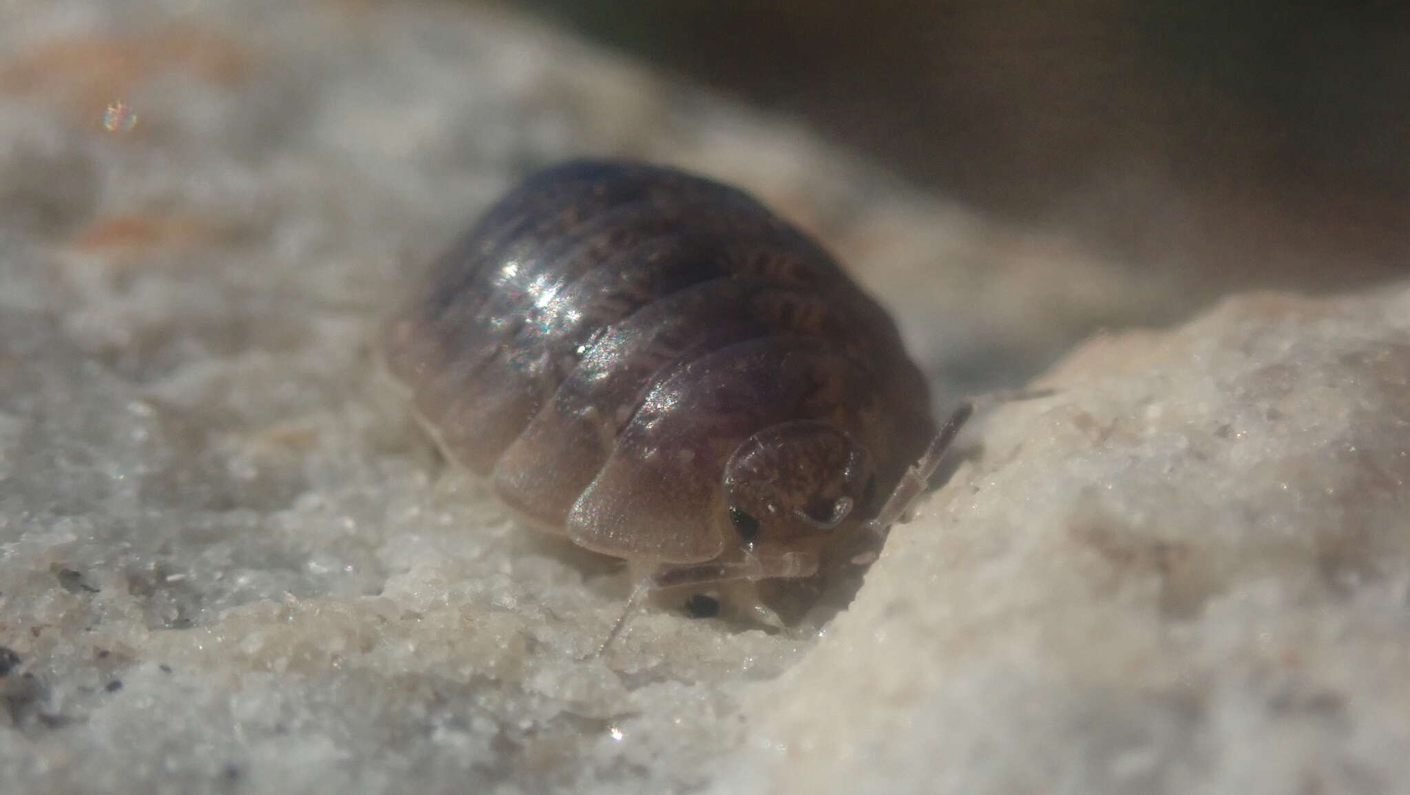 Image of Marioniscus spatulifrons Barnard 1932