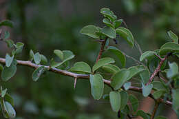 Image of Blue sourplum