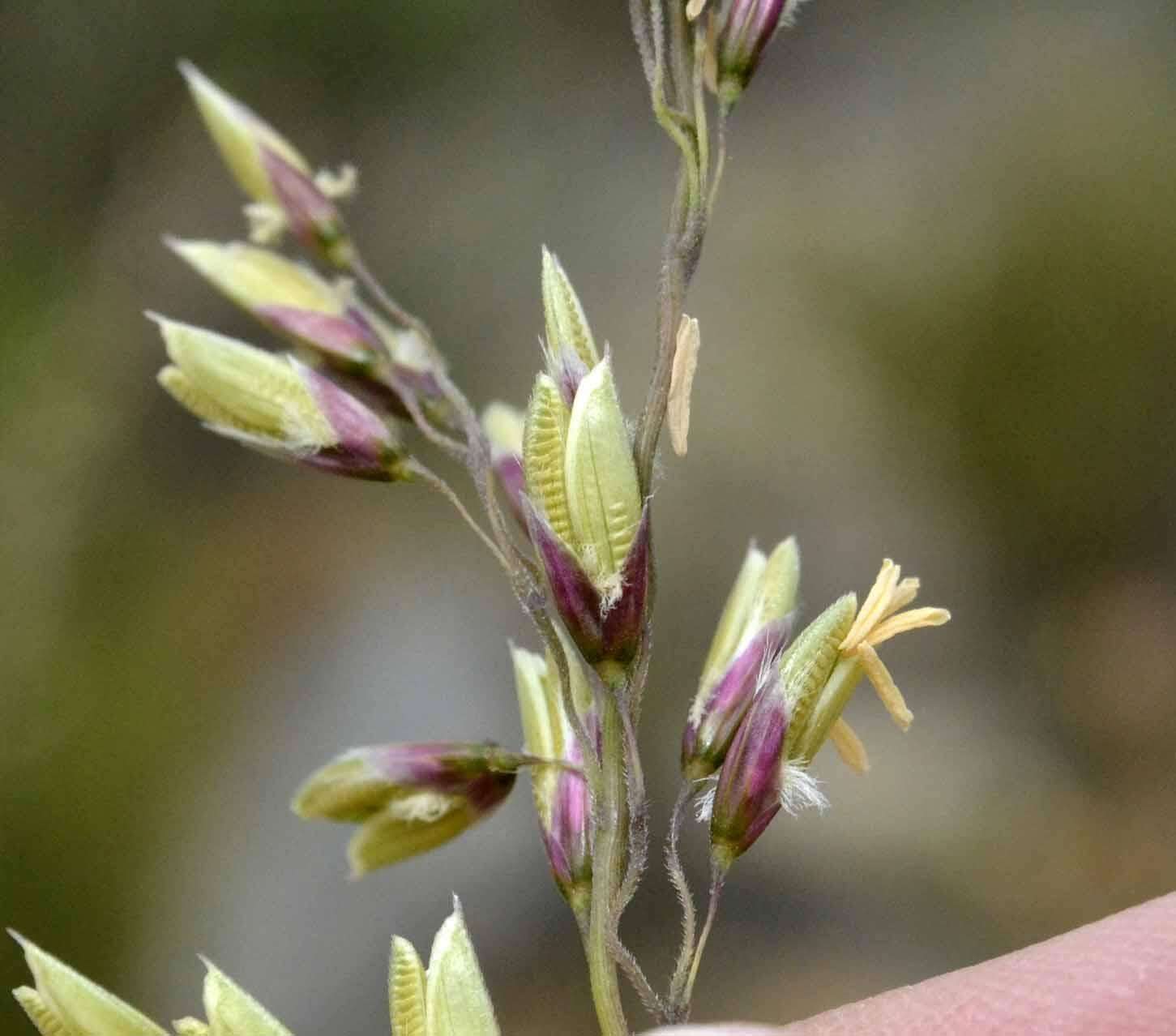 Image de Ehrharta capensis Thunb.