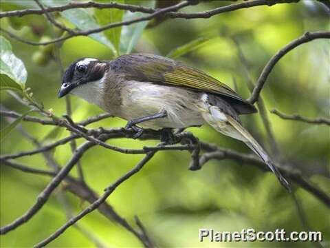 Image of Light-vented Bulbul