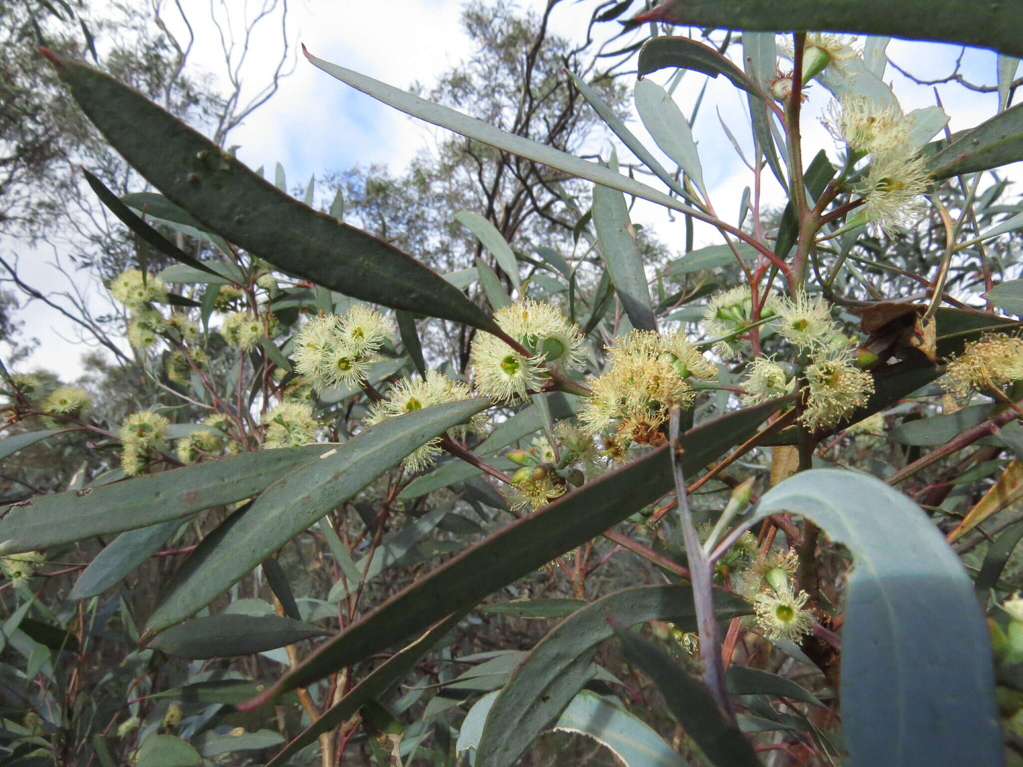 Image of Eucalyptus polybractea F. Müll. ex R. T. Baker