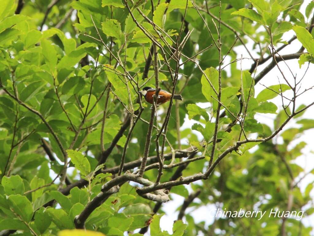 Image of Chestnut-bellied Tit