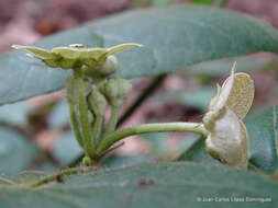 Sivun Matelea velutina (Schltdl.) R. E. Woodson kuva