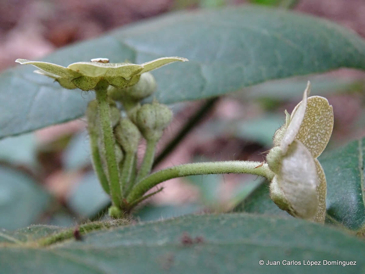 Sivun Matelea velutina (Schltdl.) R. E. Woodson kuva