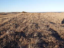 Image of woolly beachheather