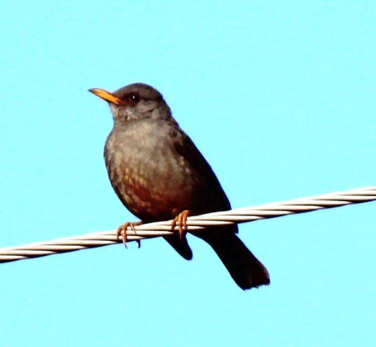 Image of Karoo Thrush