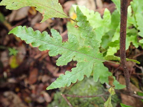 Image of Fringed Halberd Fern