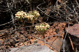 Image of Pelargonium grenvilleae (Andr.) Harv.