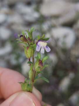 Imagem de Chaenorhinum litorale (Bernh. ex Willd.) Fritsch