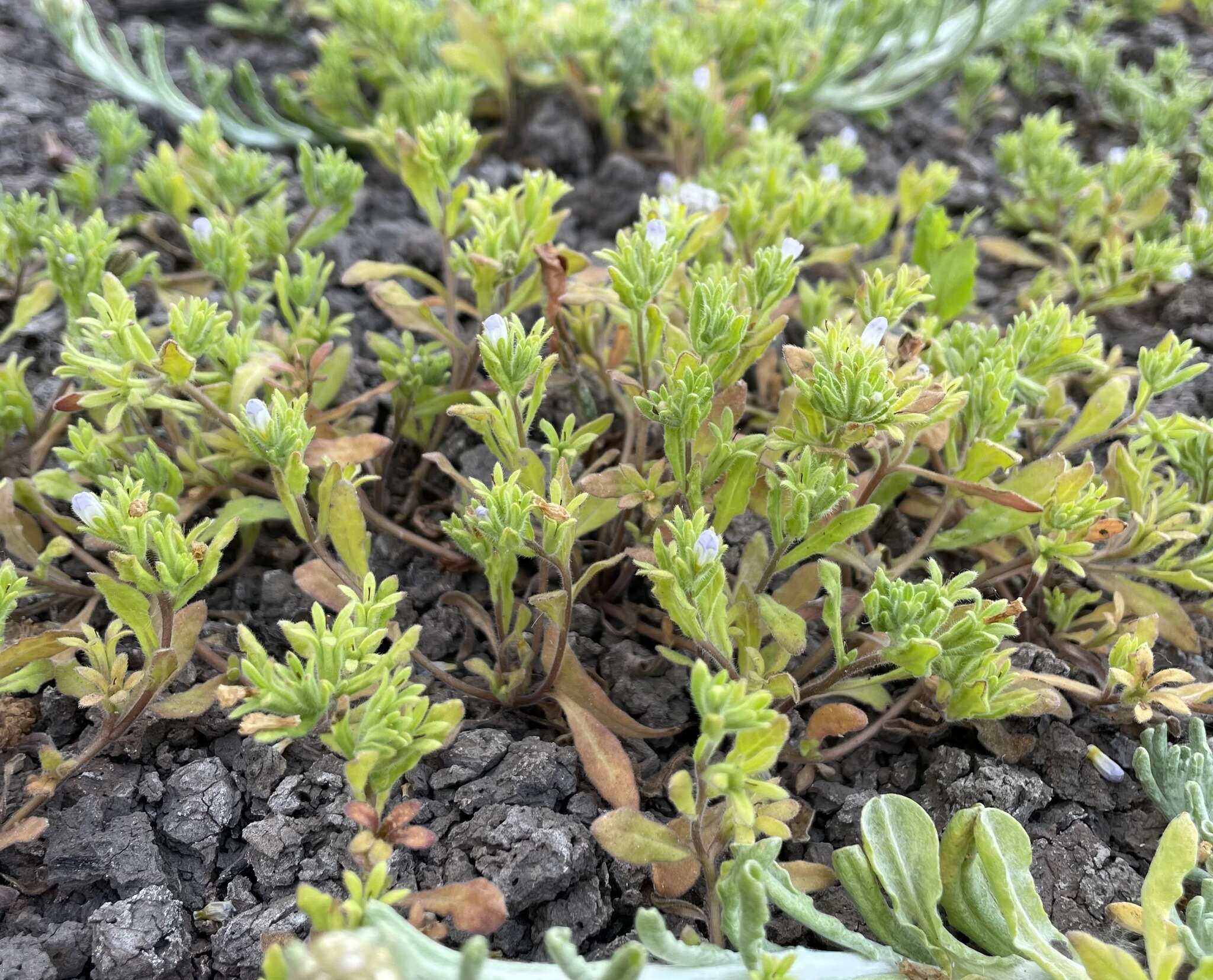 Image of Mud Fiddleleaf