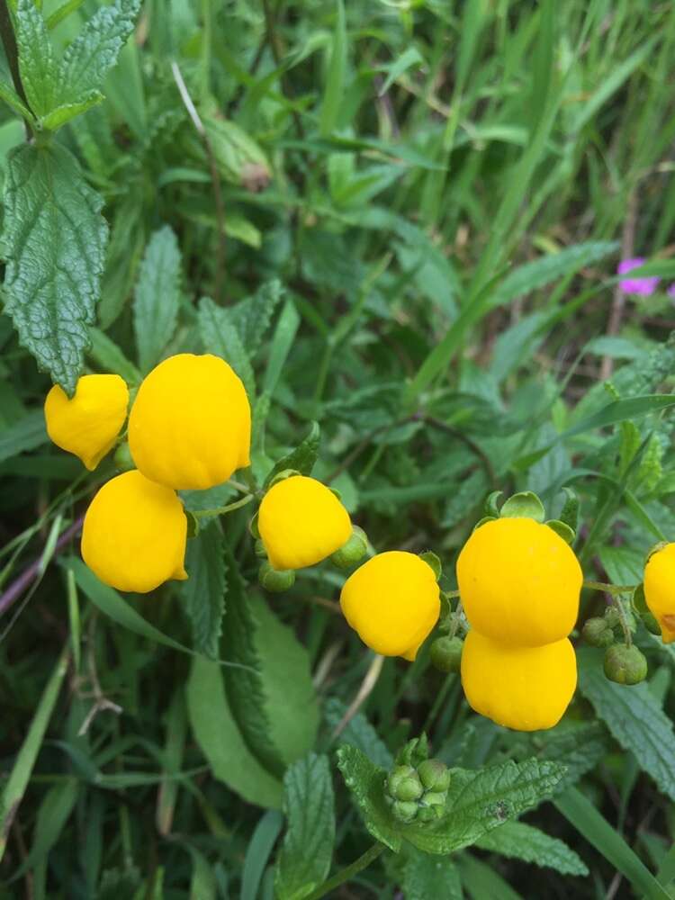 Image of Calceolaria ascendens Lindl.