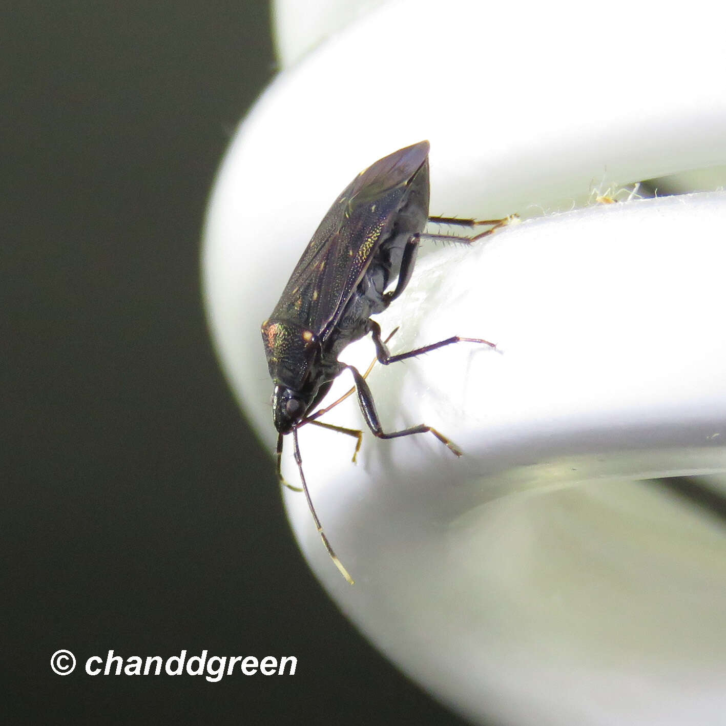 Image of Neolethaeus assamensis (Distant & W. L. 1901)