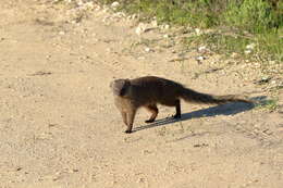 Image of Cape Gray Mongoose