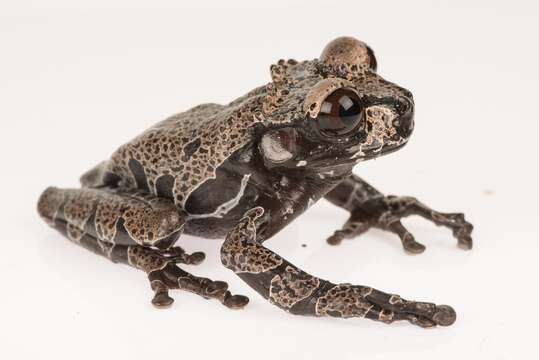 Image of Coronated Treefrog