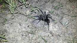 Image of Texas Tan Tarantula