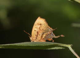 صورة Cheritrella truncipennis De Nicéville 1887