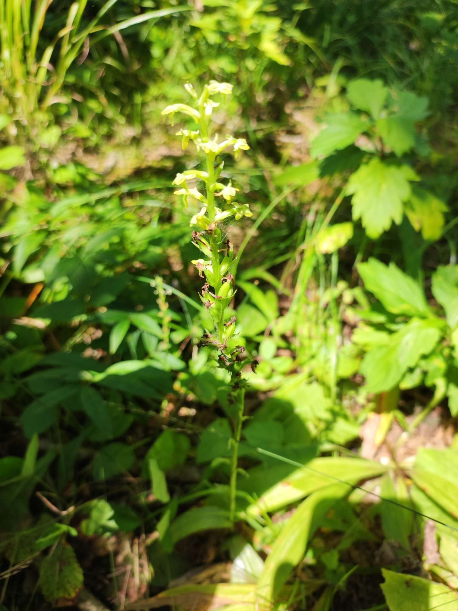 Plancia ëd Platanthera ussuriensis (Regel) Maxim.