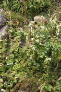 Image of Campanula alliariifolia subsp. alliariifolia