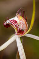 Imagem de Caladenia cala Hopper & A. P. Br.