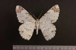 Image of Epimecis diffundaria Walker 1860