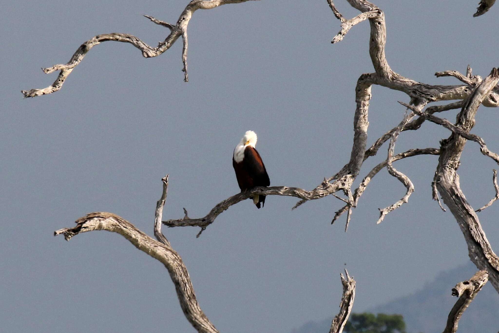 Image of African Fish Eagle