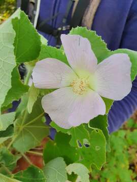 Image of Abutilon leonardii Urb.