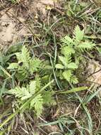 Image of hoary ragwort