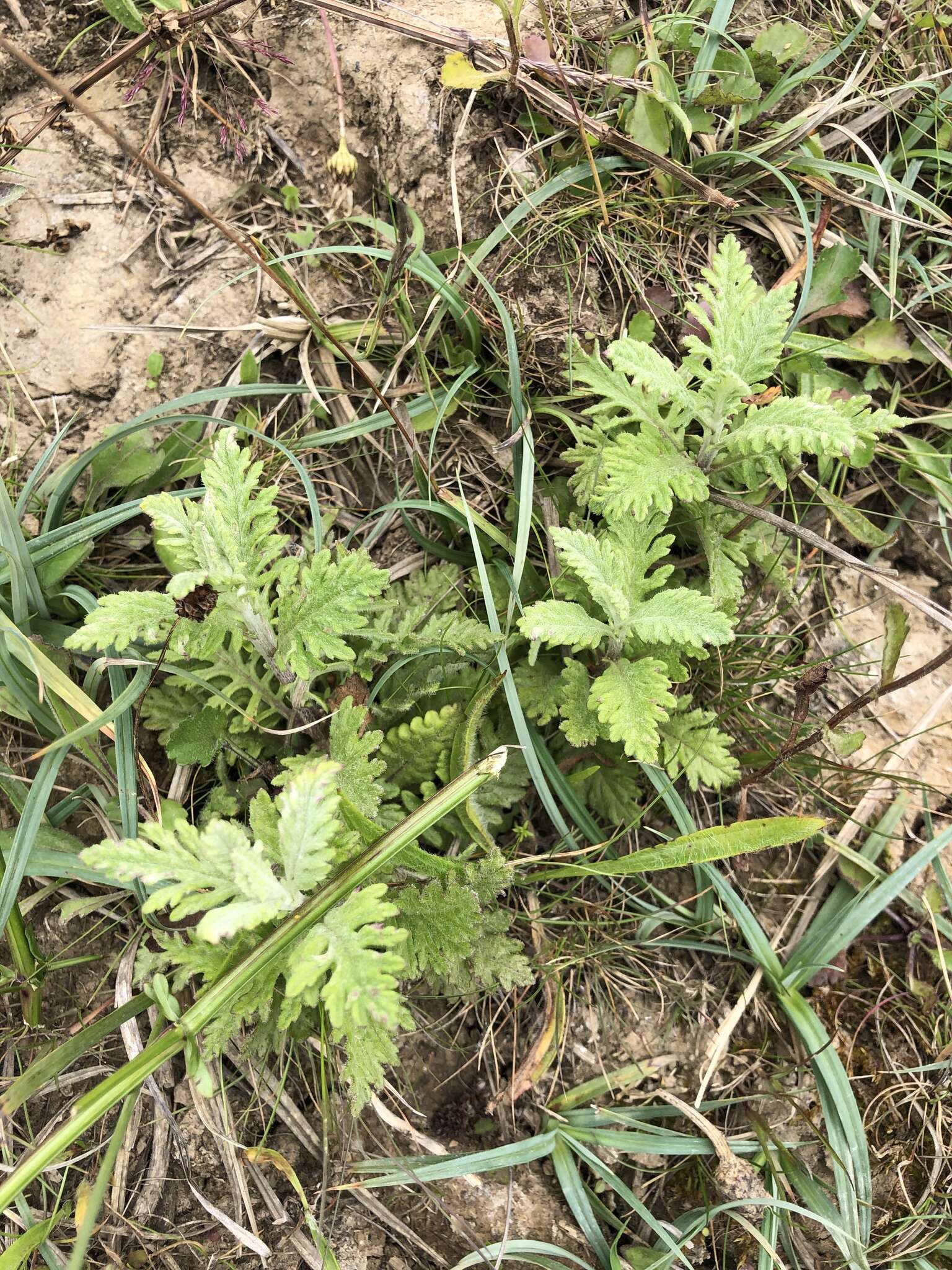 Plancia ëd Jacobaea erucifolia (L.) Gaertn. Mey. & Scherb.