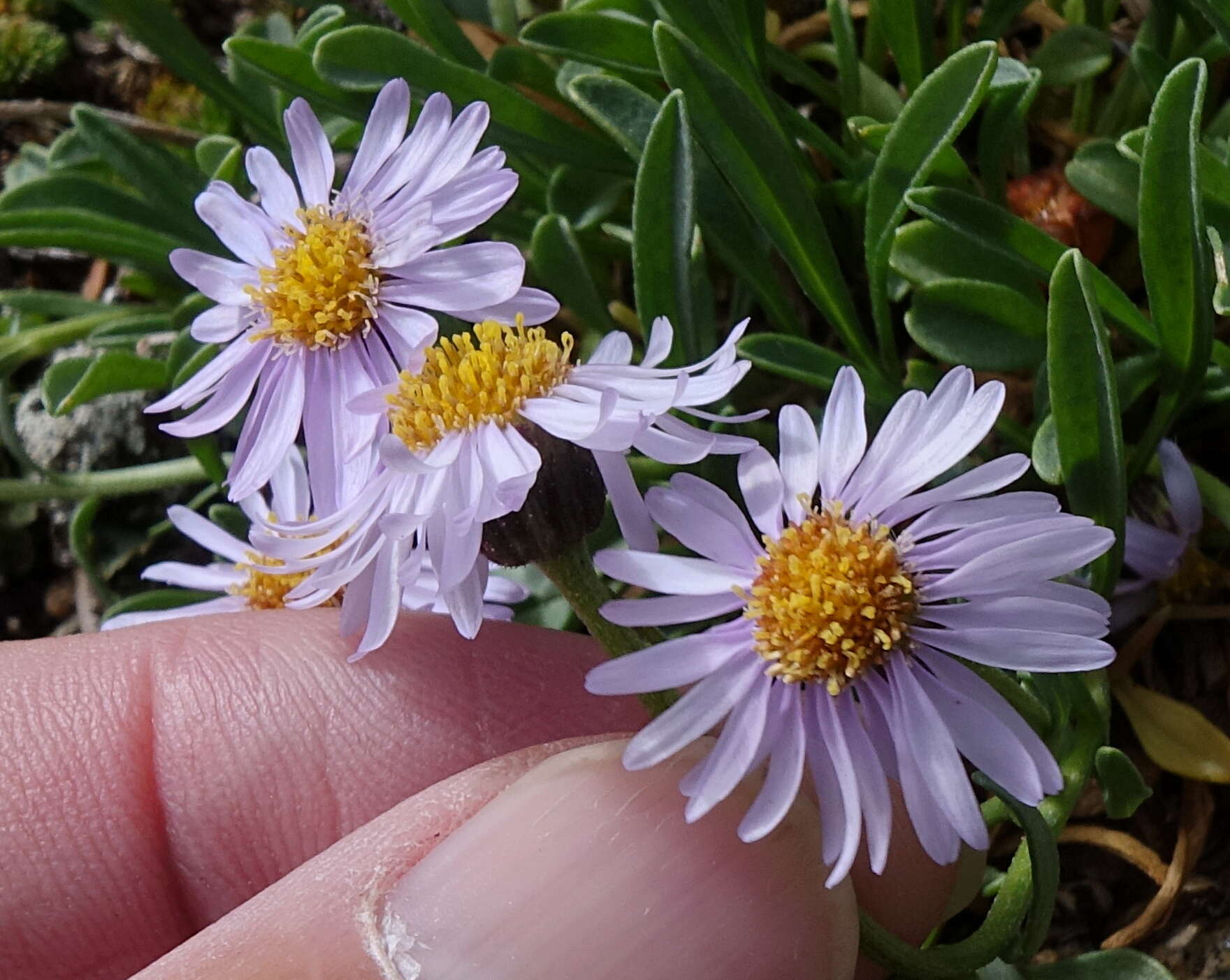 Image of rockslide yellow fleabane