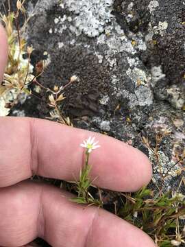 Stellaria longipes Goldie resmi