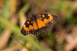 Sivun Chlosyne lacinia saundersi Doubleday (1847) kuva