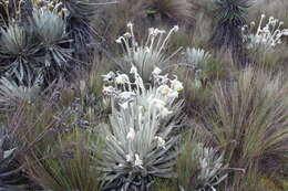 Image of Espeletia congestiflora Cuatrec.