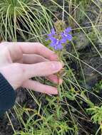 Image of Scaevola glandulifera DC.