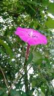 Image of Ipomoea dumosa (Benth.) L. O. Wms.