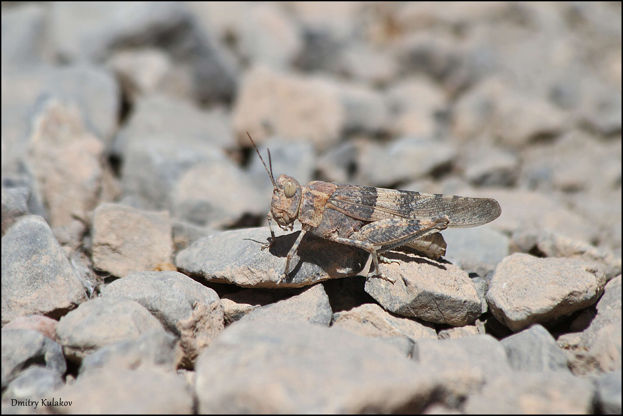 Image de Sphingonotus (Sphingonotus) rubescens (Walker & F. 1870)