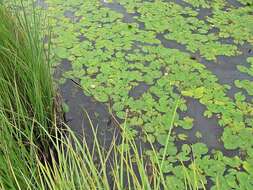 Image of Pygmy Water-Lily