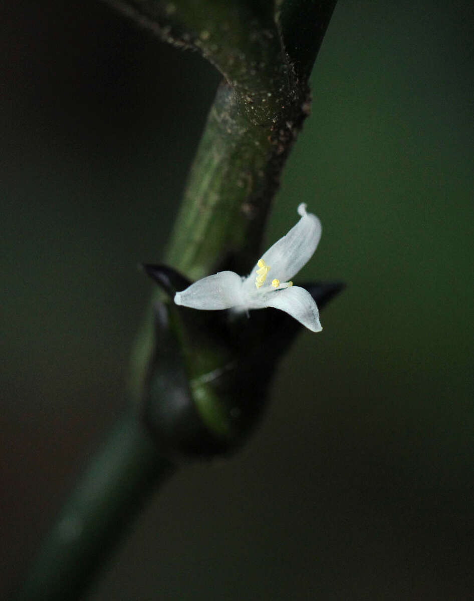 Image de Coleotrype laurentii K. Schum.