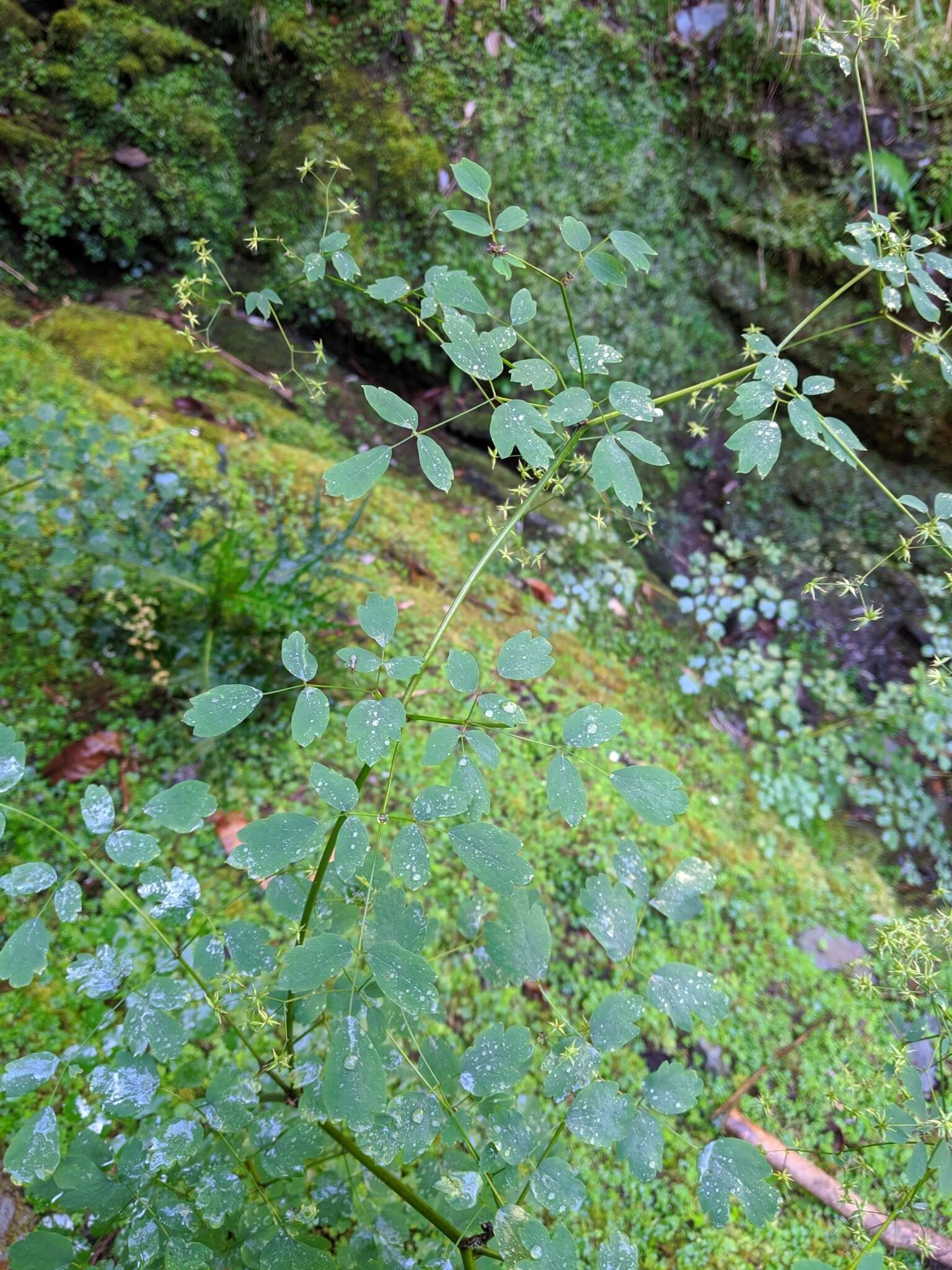 Image of Thalictrum javanicum Bl.